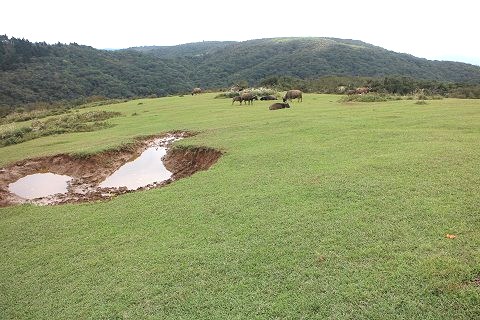 石梯嶺大草原的野生台灣水牛
